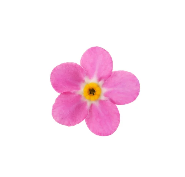 Красива Рожева Квітка Забудь Яка Квітка Ізольована Білому — стокове фото