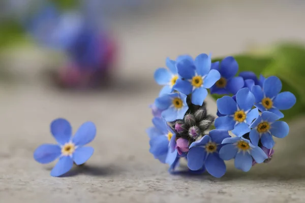 Lindas Flores Esqueça Não Mesa Cinza Close — Fotografia de Stock