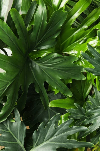 Monstera Met Weelderige Bladeren Close Tropische Planten — Stockfoto