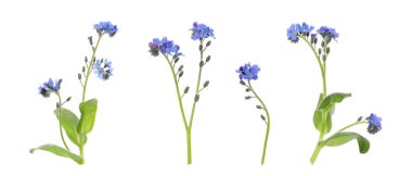 Güzel bir sette beyaz arka planda çiçekler olmayacak. Pankart tasarımı 