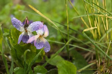 Ormanda açan güzel vahşi menekşeler, metin için alan. Bahar çiçekleri