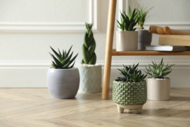 Beyaz duvarın yanında güzel saksı bitkileri, yazı için yer. Çiçekli ev dekorasyonu