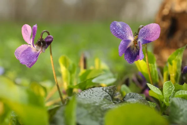 Прекрасні Дикі Фіалки Цвітуть Лісі Весняні Квіти — стокове фото