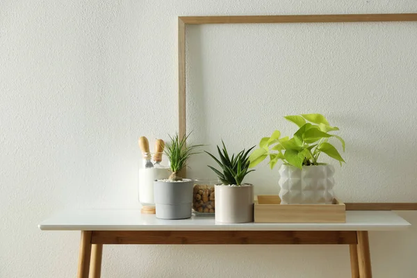 Beaucoup Belles Plantes Pot Sur Table Intérieur Décoration Maison Florale — Photo