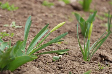 Bahçede yetişen nergis bitkileri. Bahar çiçekleri