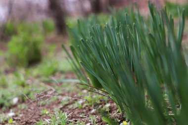 Bahçede yetişen nergis bitkileri, yazı için yer. Bahar çiçekleri