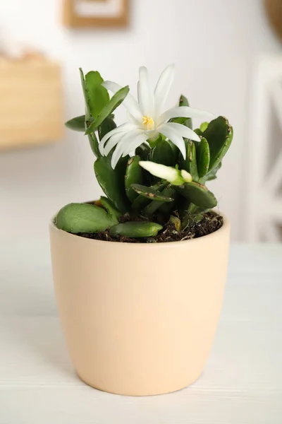 Mooie Bloeiende Schlumbergera Kerst Thanksgiving Cactus Witte Tafel — Stockfoto