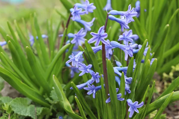 Hermosos Jacintos Floreciendo Campo Primavera Temprana Flores — Foto de Stock