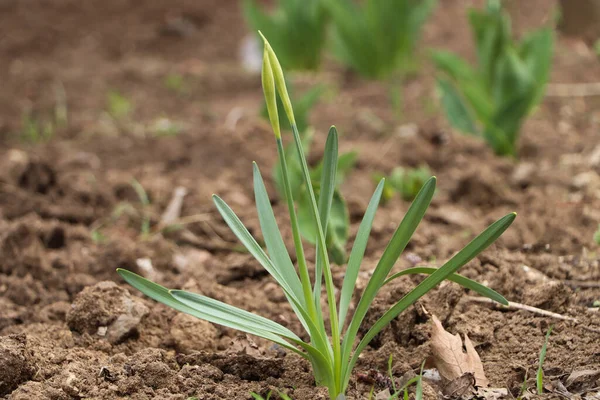 Piante Narcisi Che Crescono Giardino Fiori Primaverili — Foto Stock