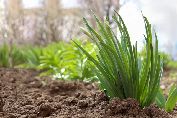 Piante Narcisi Che Crescono Giardino Spazio Testo Fiori Primaverili — Foto Stock