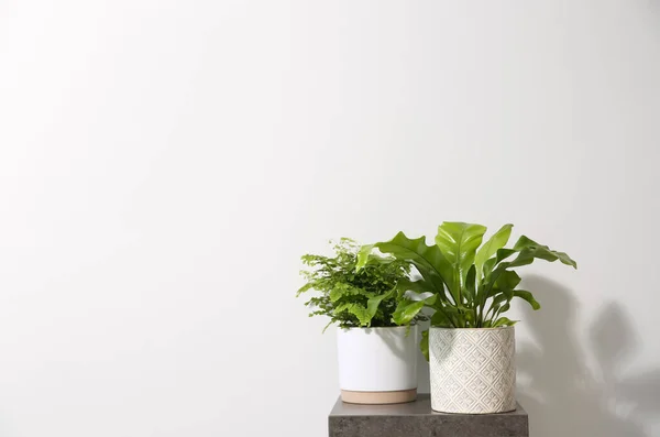 Lindas Samambaias Mesa Cinza Contra Fundo Branco Espaço Para Texto — Fotografia de Stock