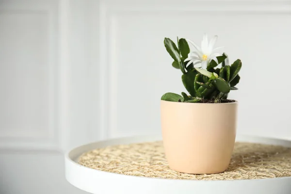 Beautiful Blooming Schlumbergera Christmas Thanksgiving Cactus Pot Table White Wall — Stock Photo, Image