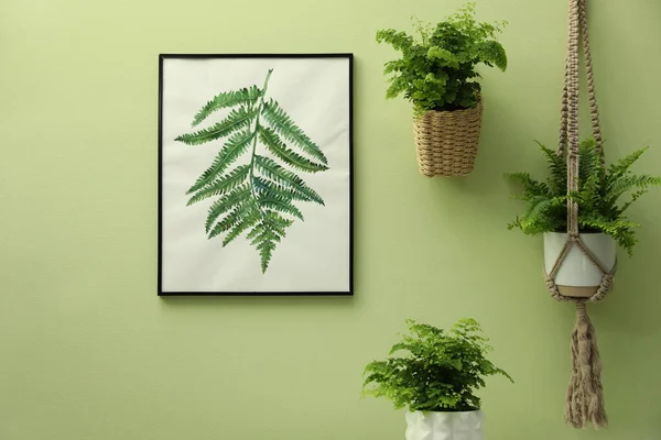 Vackra Färska Krukväxter Och Målning Grön Vägg — Stockfoto