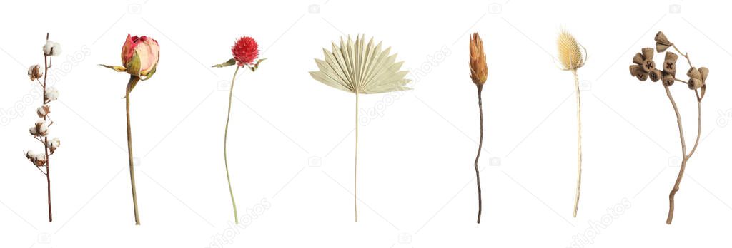 Set with beautiful dry flowers on white background, banner design