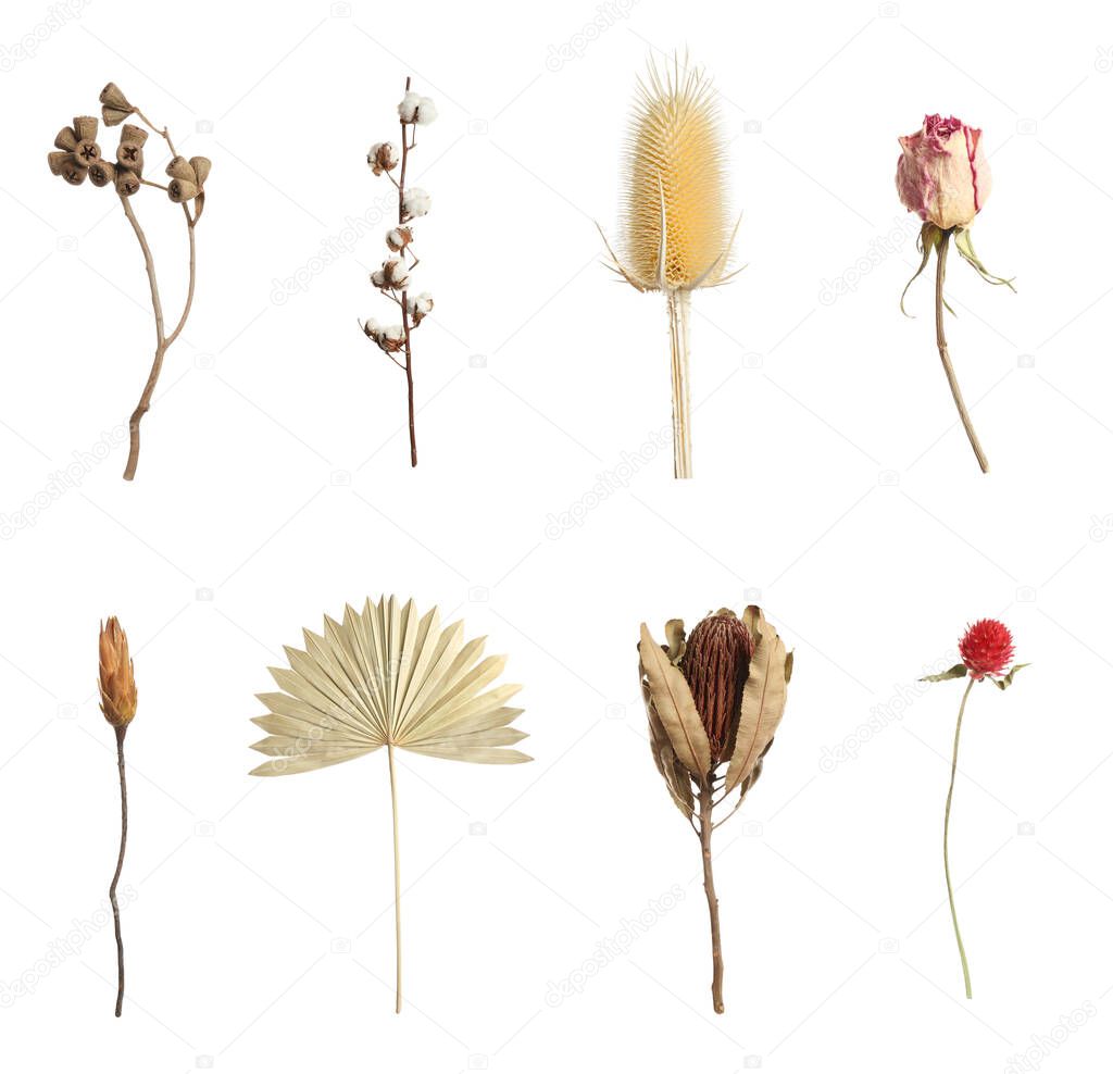 Set with beautiful dry flowers on white background,