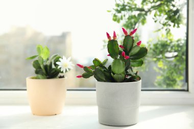 Güzel çiçek açan Schlumbergera bitkileri (Noel veya Şükran Günü kaktüsleri) pencere pervazında saksılarda
