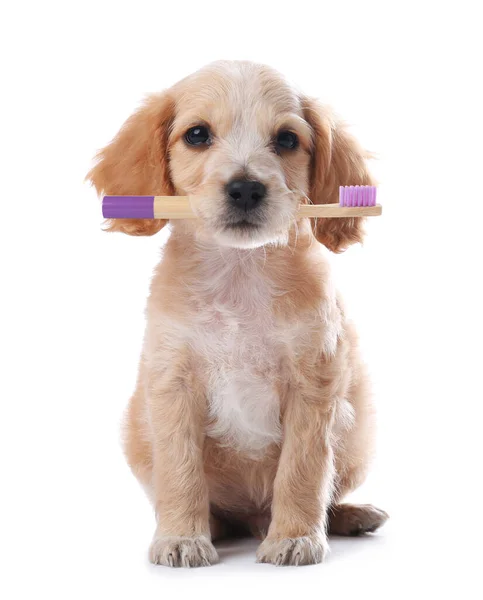 Leuke Hond Met Tandenborstel Witte Achtergrond — Stockfoto