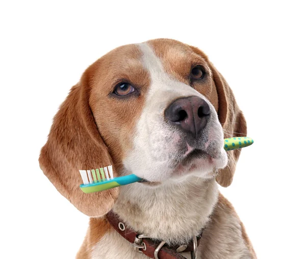 Lindo Perro Con Cepillo Dientes Sobre Fondo Blanco — Foto de Stock