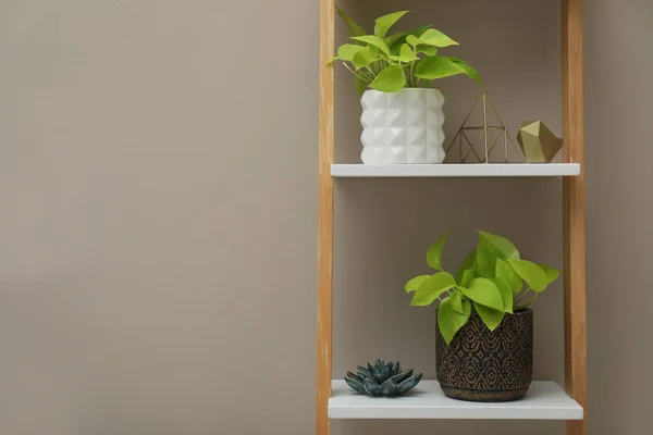 Beautiful Houseplants Shelving Unit Beige Wall Space Text — Stock Photo, Image