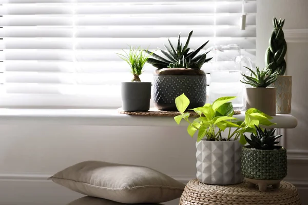 Belles Plantes Intérieur Pot Près Fenêtre Maison — Photo