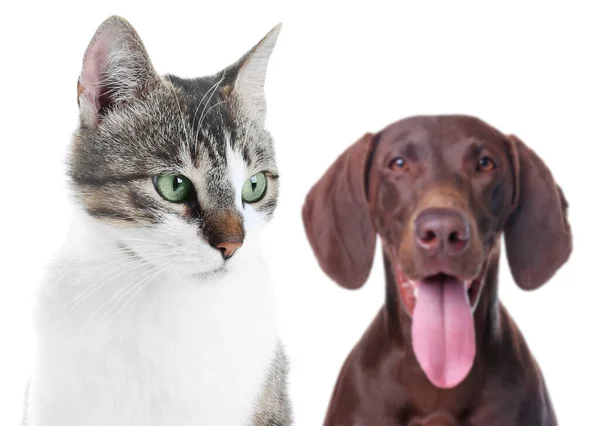 Entzückende Katze Und Hund Auf Weißem Hintergrund — Stockfoto