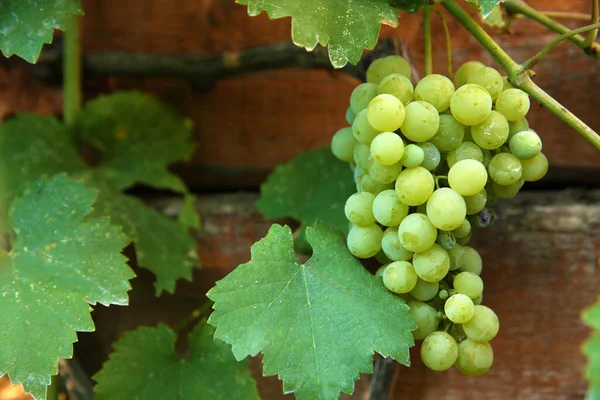 Bunch Ripening Grapes Branch Vineyard — Stock Photo, Image