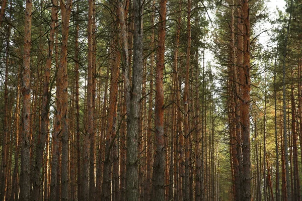 Schöner Kiefernwald Mit Wachsenden Jungen Bäumen — Stockfoto