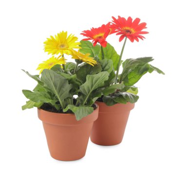 Beyaz arka planda çiçek saksılarında çiçek açan güzel Gerbera bitkileri.
