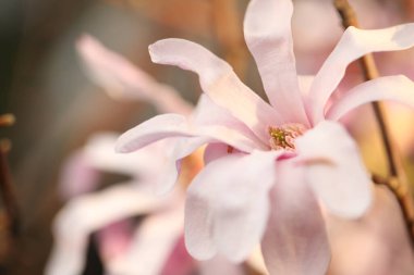 Güzel çiçek açan manolya ağacının yakın görüntüsü.