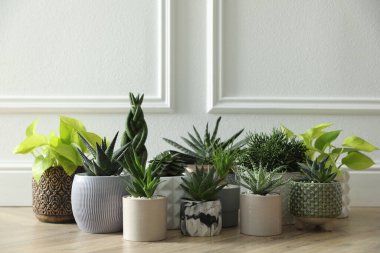 Beyaz duvarın yanında yerde birçok farklı saksı bitkisi var. Çiçekli ev dekorasyonu