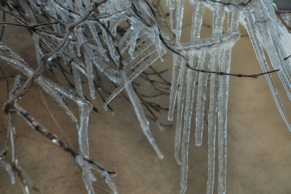 Winter Mit Eis Bedeckte Äste Wandnähe Freien Nahaufnahme — Stockfoto