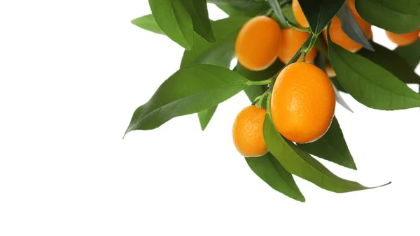 Kumquat Trädgren Med Mogna Frukter Isolerade Vitt — Stockfoto