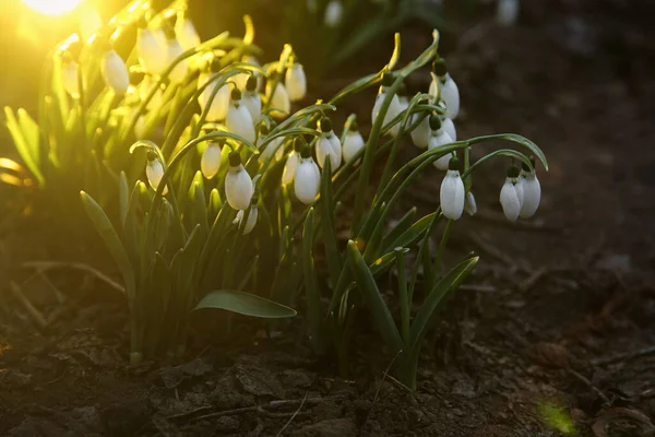 Fresh Blooming Snowdrops Growing Outdoors Spring Flowers — Stock Photo, Image