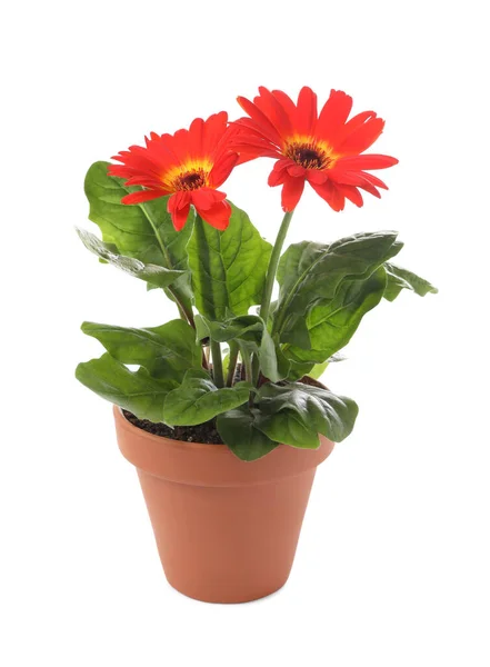 Hermosa Flor Gerberas Maceta Sobre Fondo Blanco — Foto de Stock