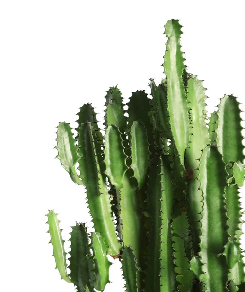 Prachtige Cactus Witte Achtergrond Tropische Planten — Stockfoto