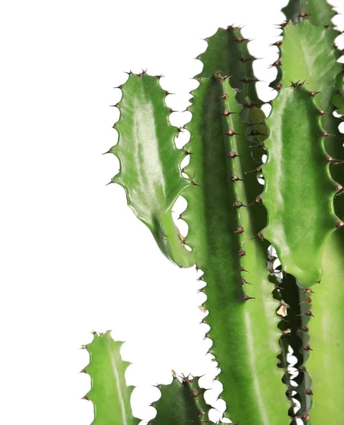 Prachtige Cactus Witte Achtergrond Tropische Planten — Stockfoto