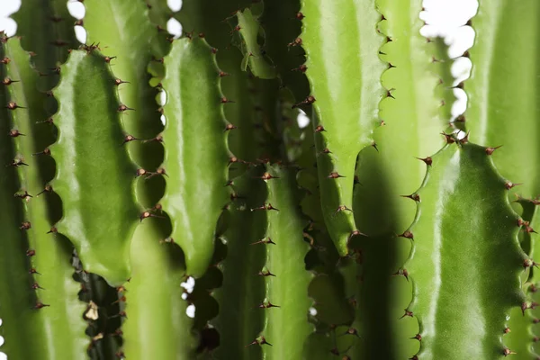 Beyaz Arka Planda Güzel Bir Kaktüs Yakın Plan Tropik Bitki — Stok fotoğraf