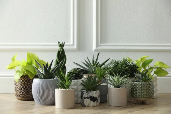 Beaucoup Plantes Pot Différentes Sur Sol Près Mur Blanc Décoration — Photo