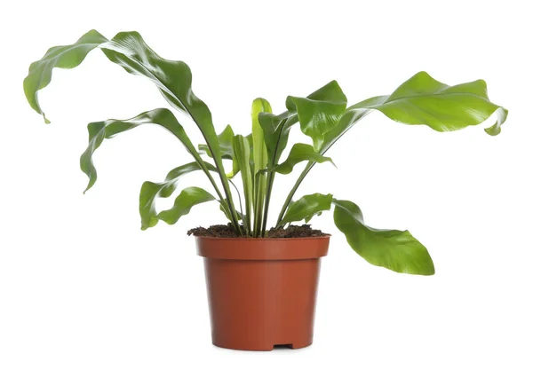 Beautiful Fern Pot Isolated White — Stock Photo, Image