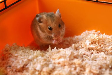 Kafeste oynayan sevimli, tüylü hamster.