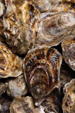 Arka plan olarak taze kapalı istiridye, üst görünüm