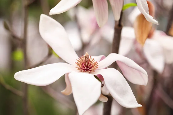 Bunga Indah Mekar Pohon Magnolia Pada Latar Belakang Kabur Closeup — Stok Foto