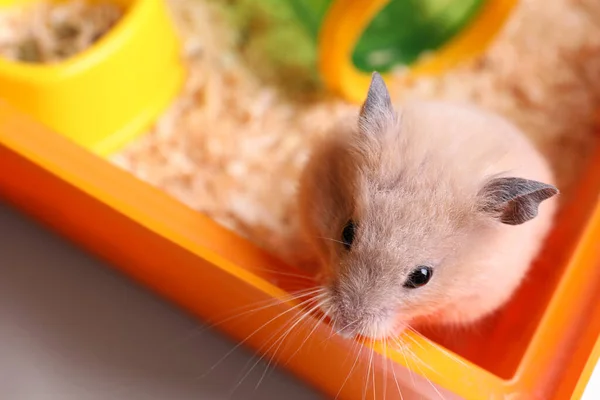 Niedlicher Kleiner Hamster Tablett Nahaufnahme — Stockfoto