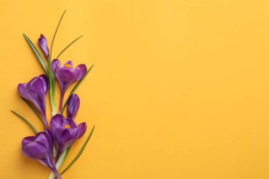 Beautiful purple crocus flowers on yellow background, flat lay. Space for text clipart