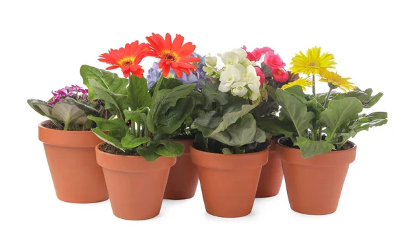 Diferentes Plantas Florecientes Hermosas Macetas Sobre Fondo Blanco — Foto de Stock