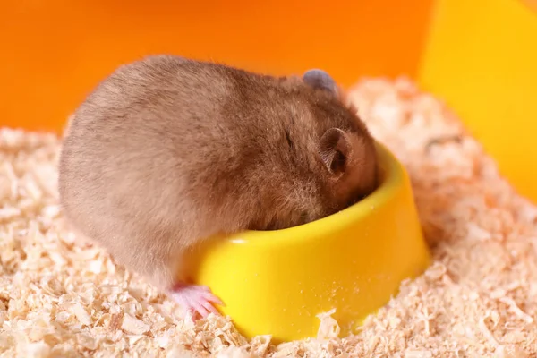 Cute Little Fluffy Hamster Eating Cage — Stock Photo, Image