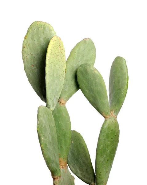 Prachtige Cactus Witte Achtergrond Tropische Planten — Stockfoto