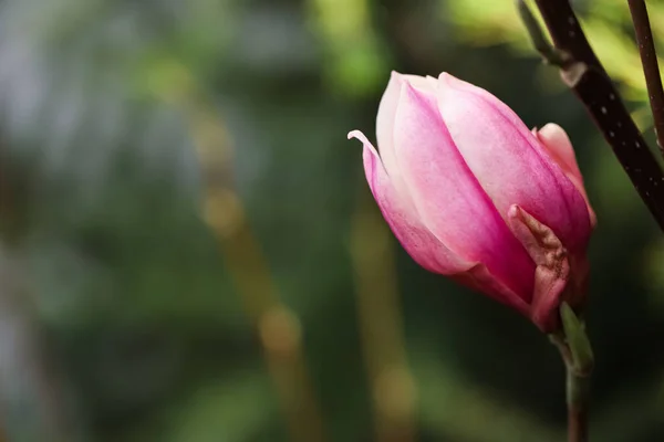 Beautiful Bud Magnolia Tree Blurred Background Space Text — Stock Photo, Image