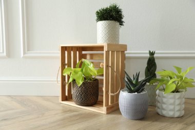 Beyaz duvarın yanında güzel saksı bitkileri, yazı için yer. Çiçekli ev dekorasyonu