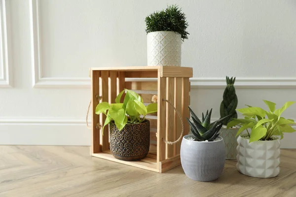 Beyaz duvarın yanında güzel saksı bitkileri, yazı için yer. Çiçekli ev dekorasyonu